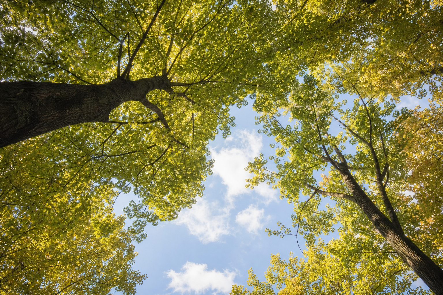 Natur und Baum