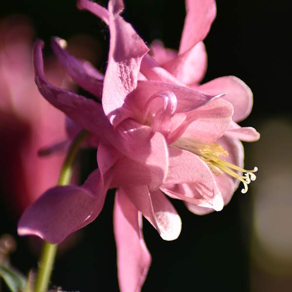 Blüte der Akelei