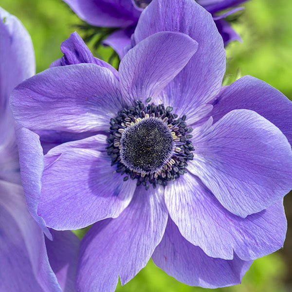Blüte der Anemone