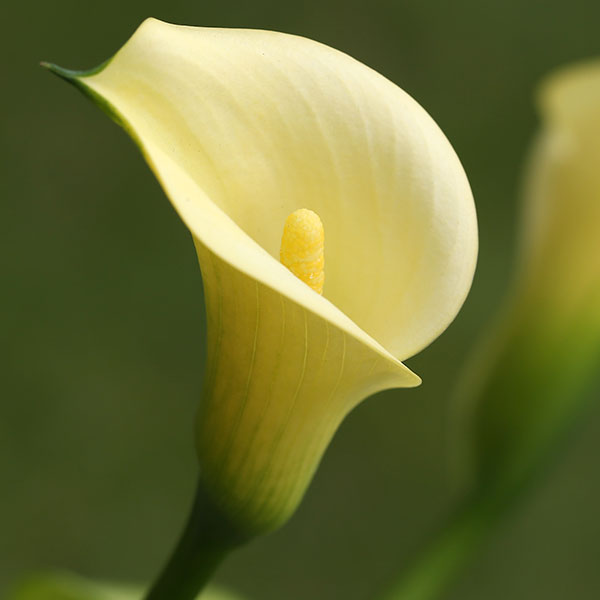 Blüte der Calla