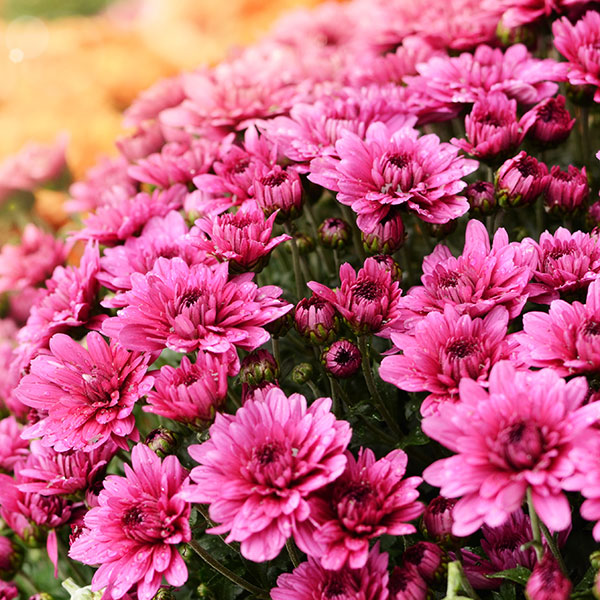 Blüte der Chrysantheme