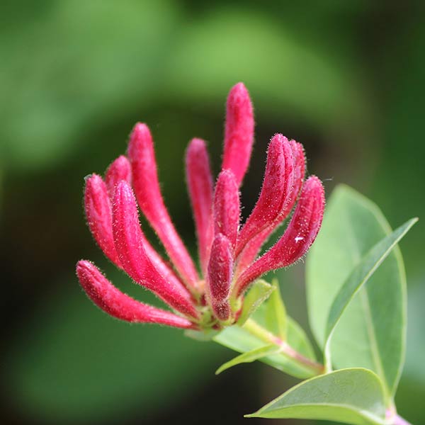Blüte des Geißblatts