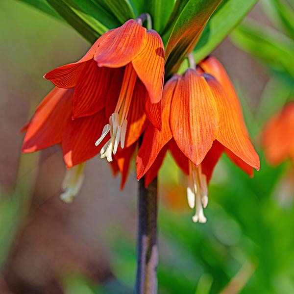 Blüte der Kaiserkrone