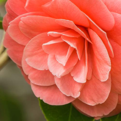 Blüte der Kamelie