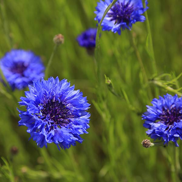 Blüte der Kornblume
