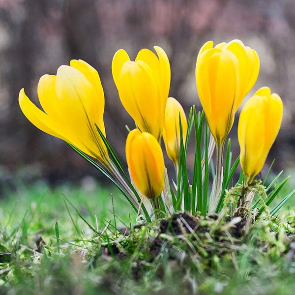Blüte des Krokus