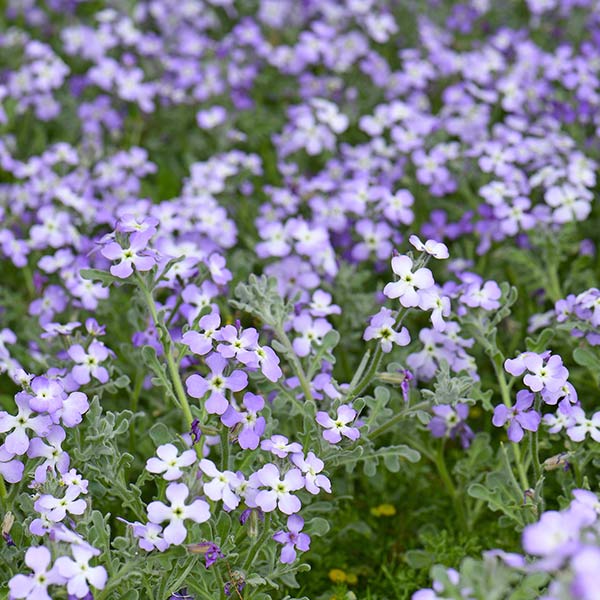 Blüte der Levkoje