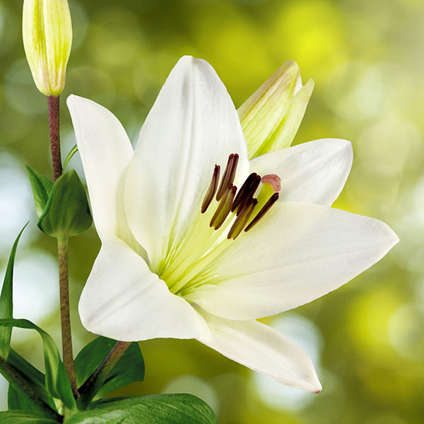 Blüte der Lilie