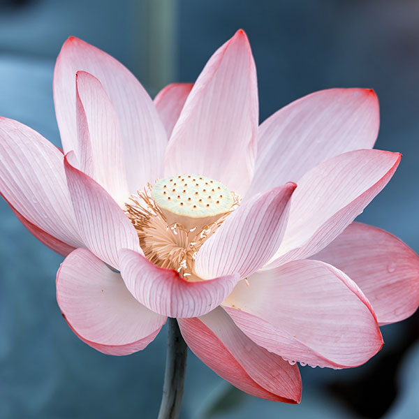 Blüte des Lotus