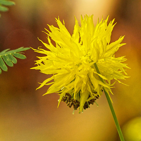 Blüte der Mimose