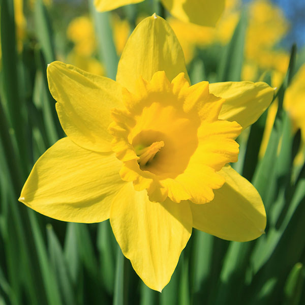 Blüte der Narzisse