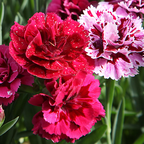 Blüte der Nelke