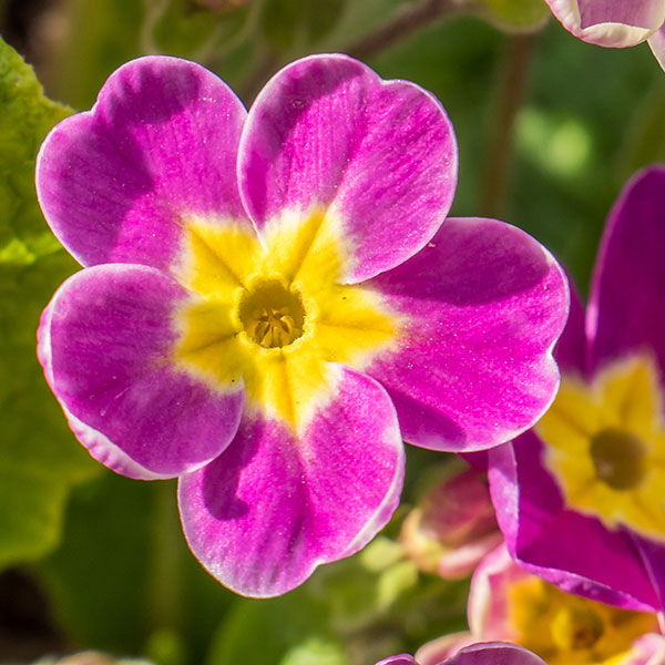 Blüte der Primel