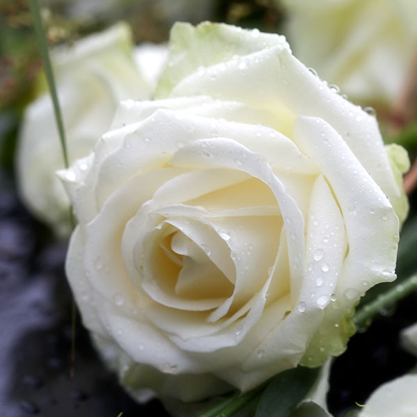 Blüte der Rose