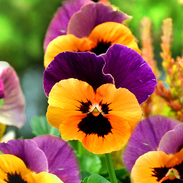 Blüte des Stiefmütterchens