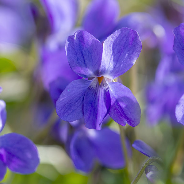 Blüte des Veilchens