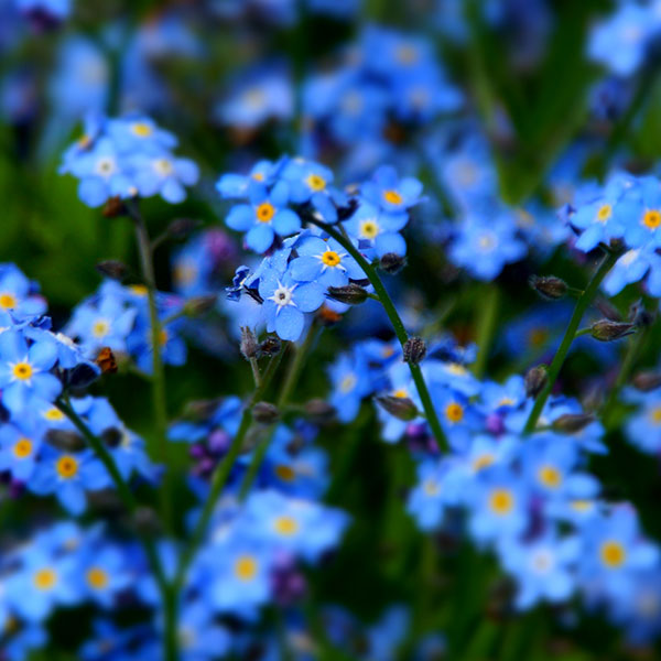 Blüte des Vergissmeinnichts